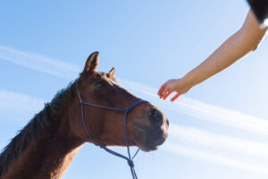 hand reaching out to touch the nose of a horse symbolizing finding equine therapy in Asheville, NC.